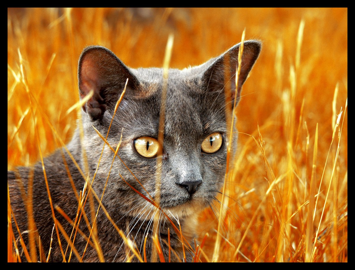 Снежный Барс Тянь Шань