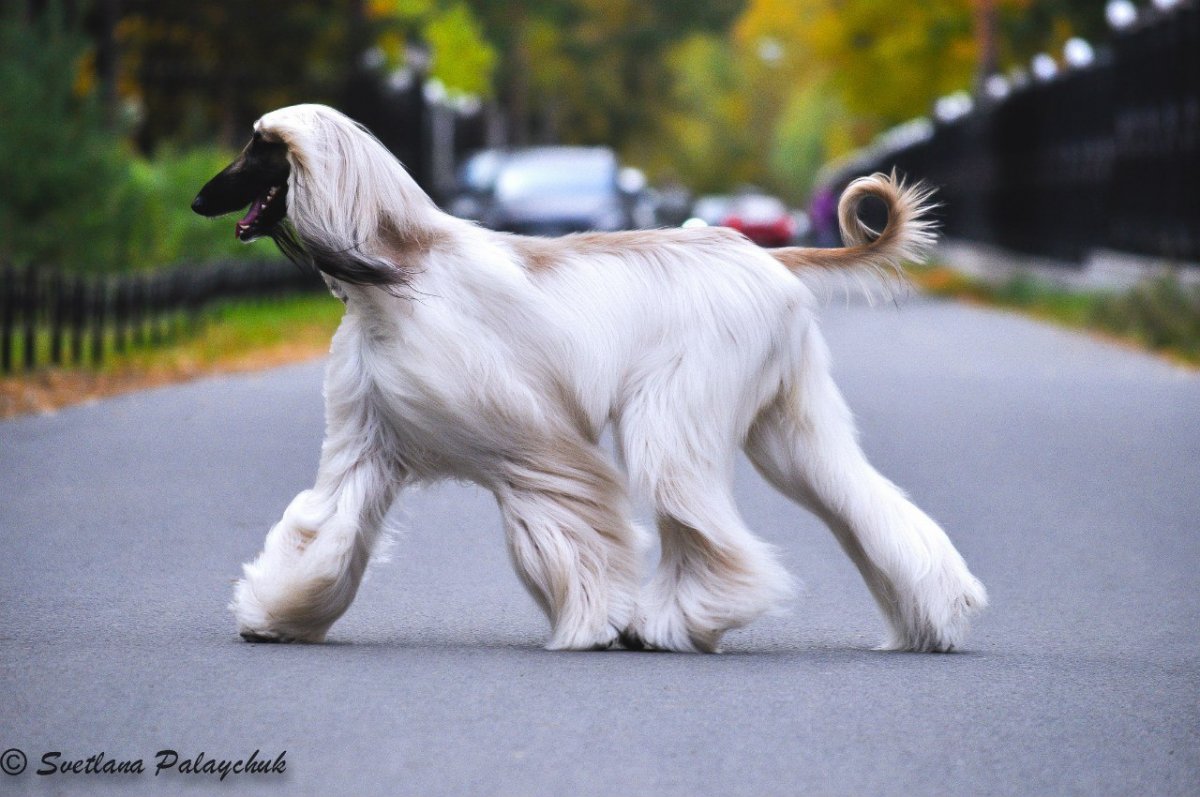 Дикая кошка с янтарными глазами и бакенбардами