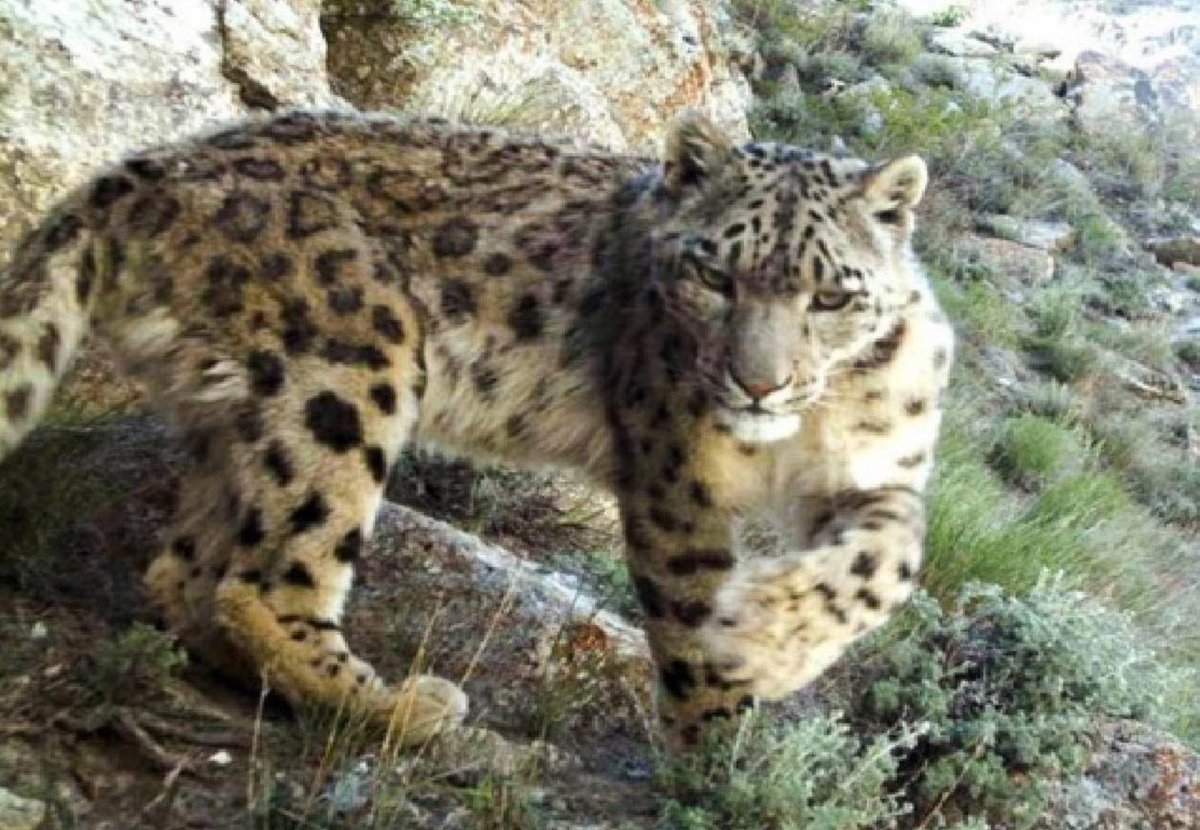 Черноногая кошка муравьиный тигр