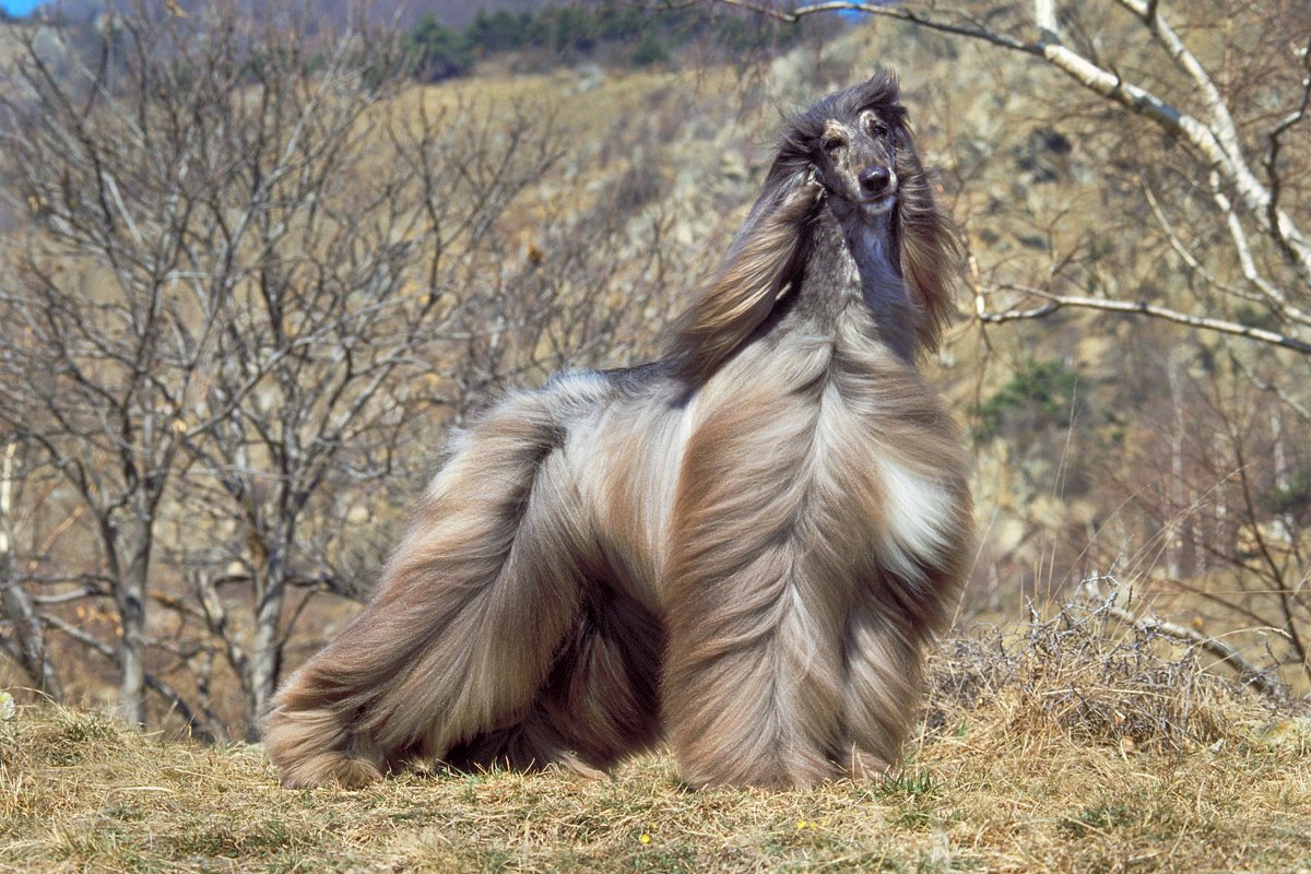 Афганская борзая Нирвана Баттл