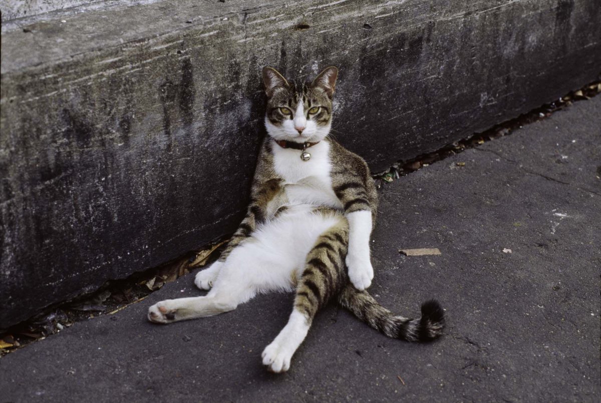 Афганская кошка