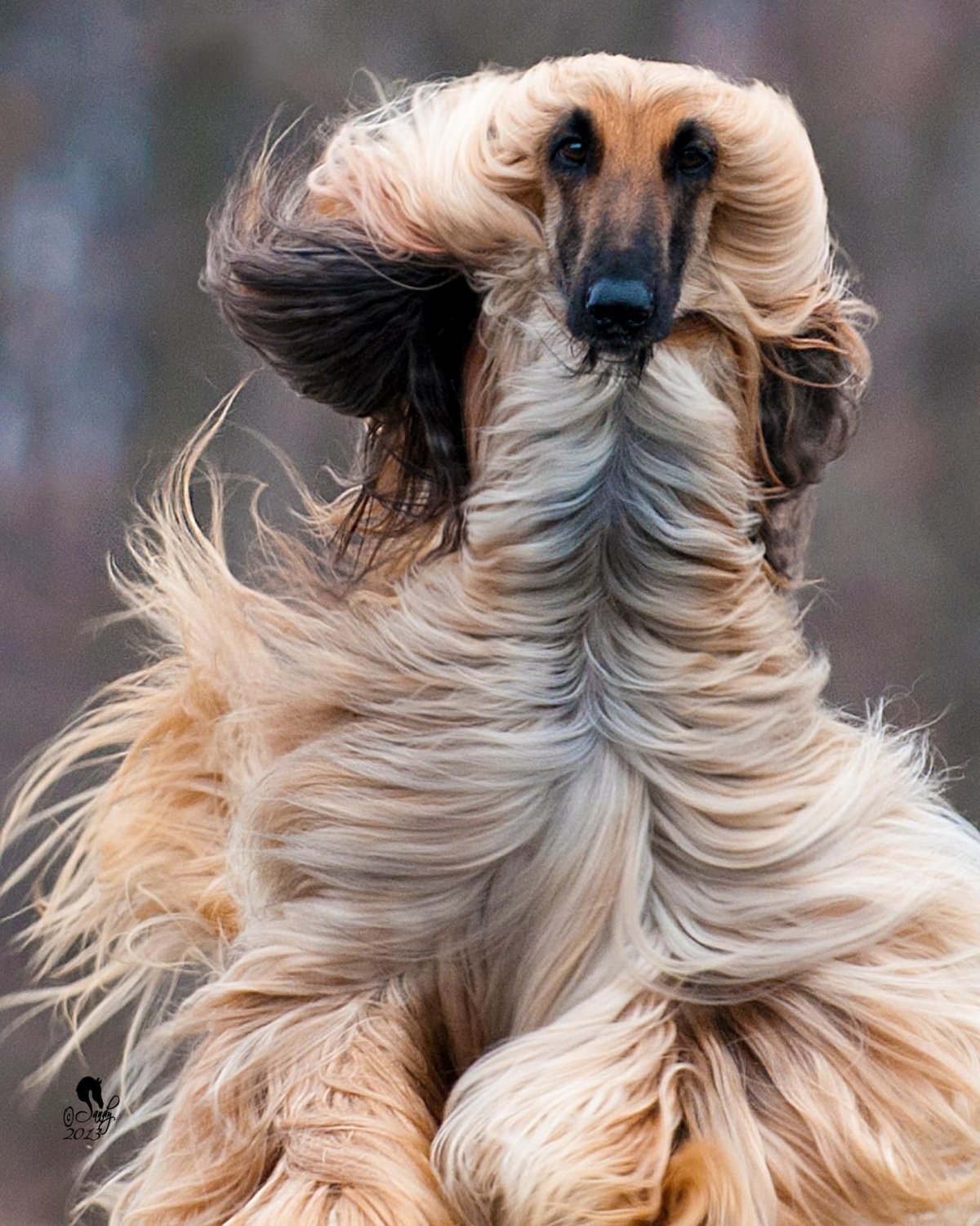 Афганская коза