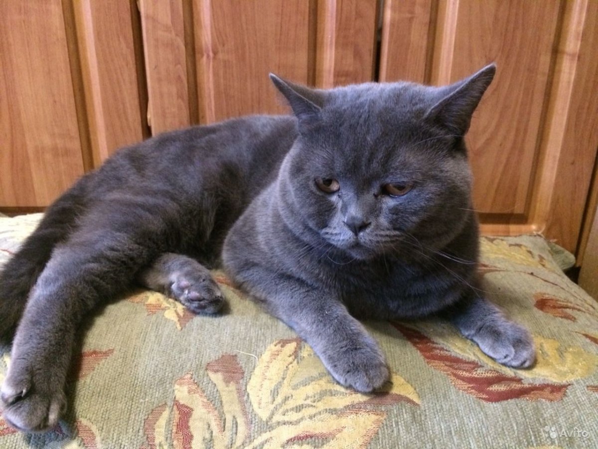 Черный кот шотландец прямоухий