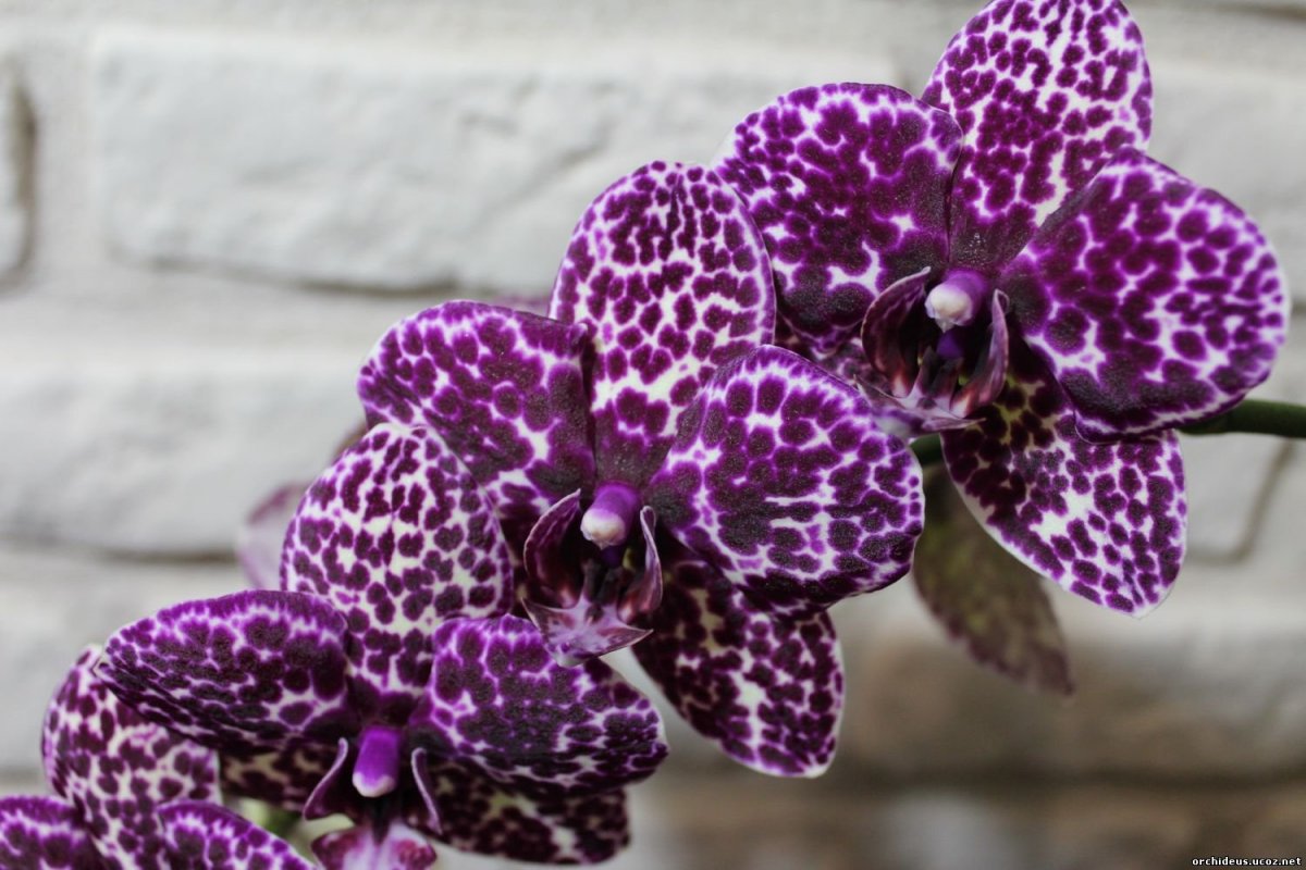 Фаленопсис Wildcat