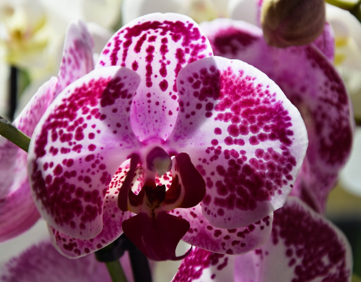 Орхидея Дженна