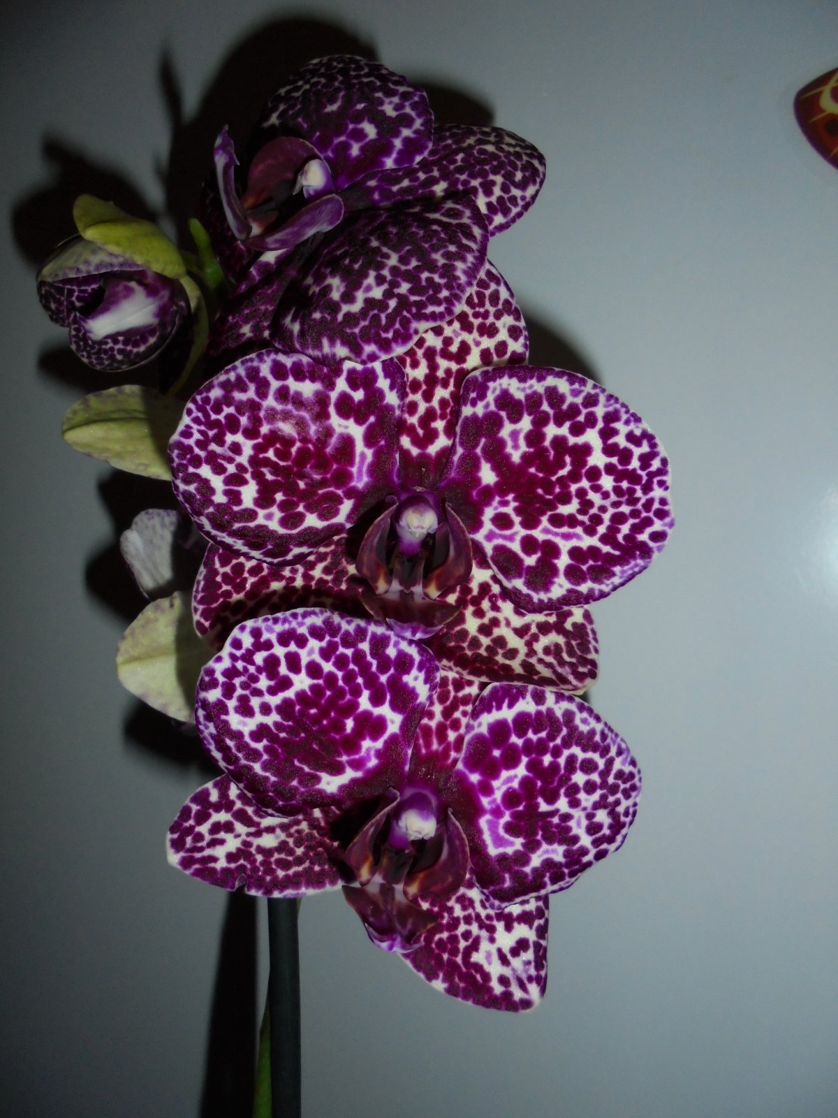 Орхидея Phalaenopsis Wild Cat