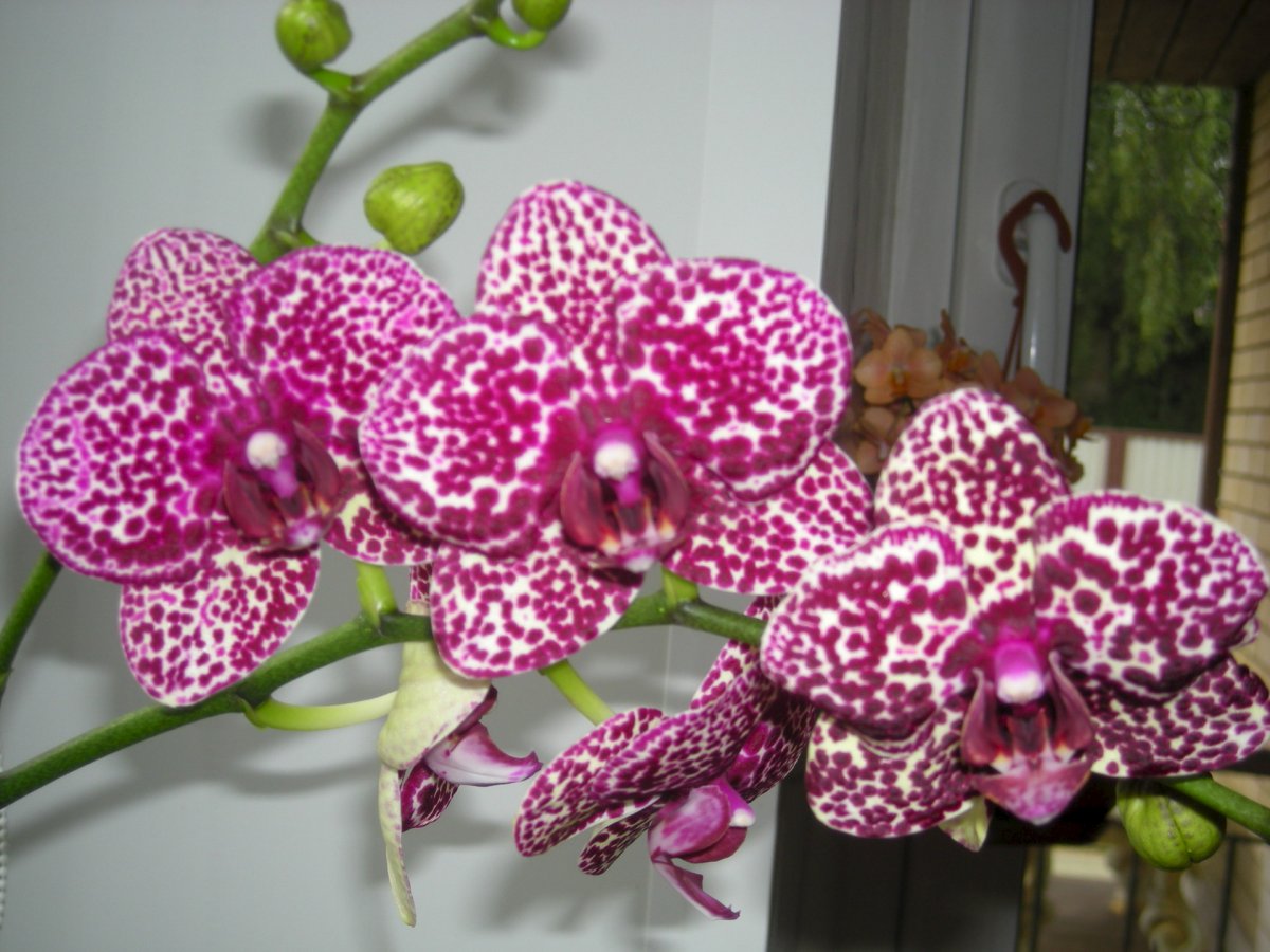 Орхидея Чармер мультифлора