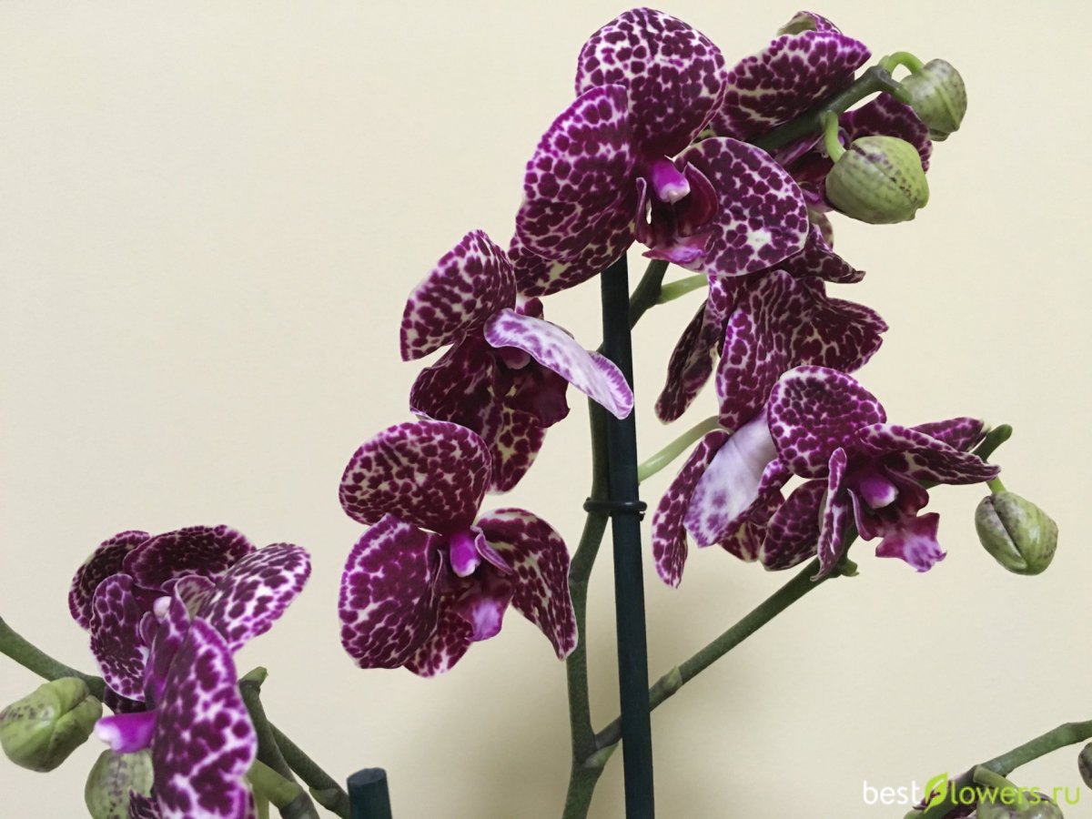 Фаленопсис вайлд Кэт