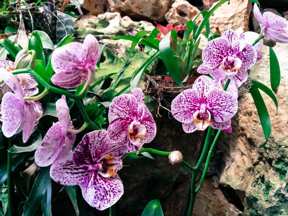 Орхидея Вольтерра