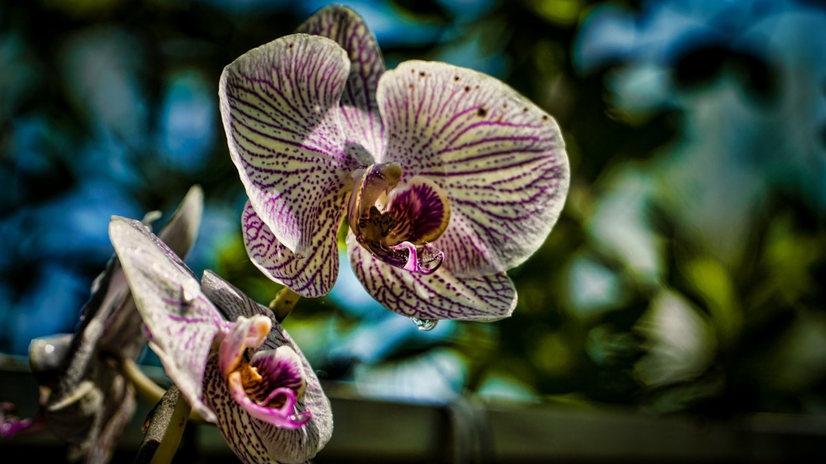 Фаленопсис сетчатый