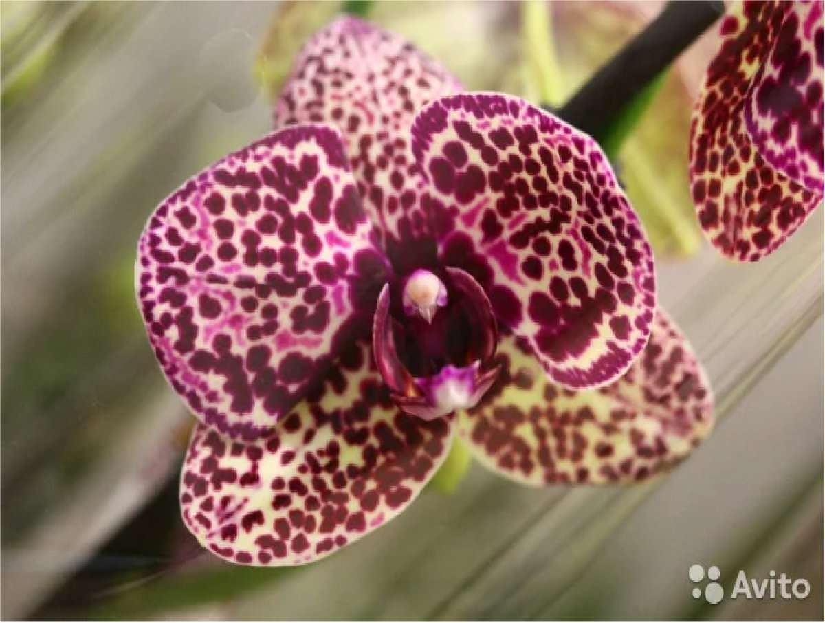 Phal. Lioulin Wild Cat