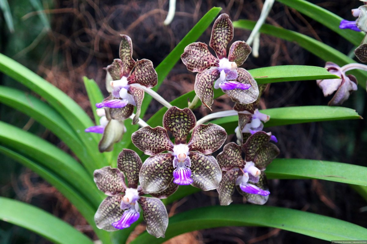 Цветок Такка Шантрье