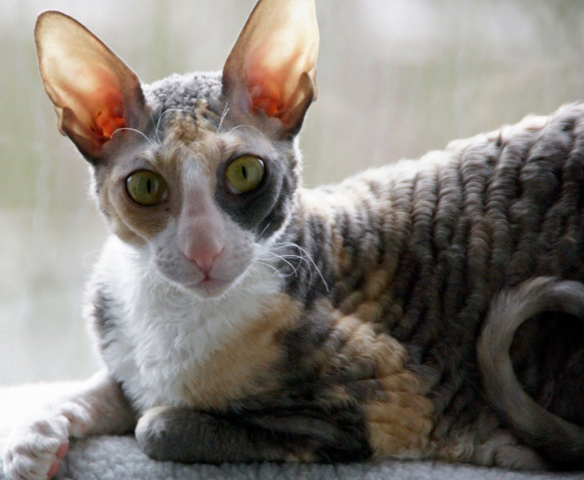 Ориентальный кот