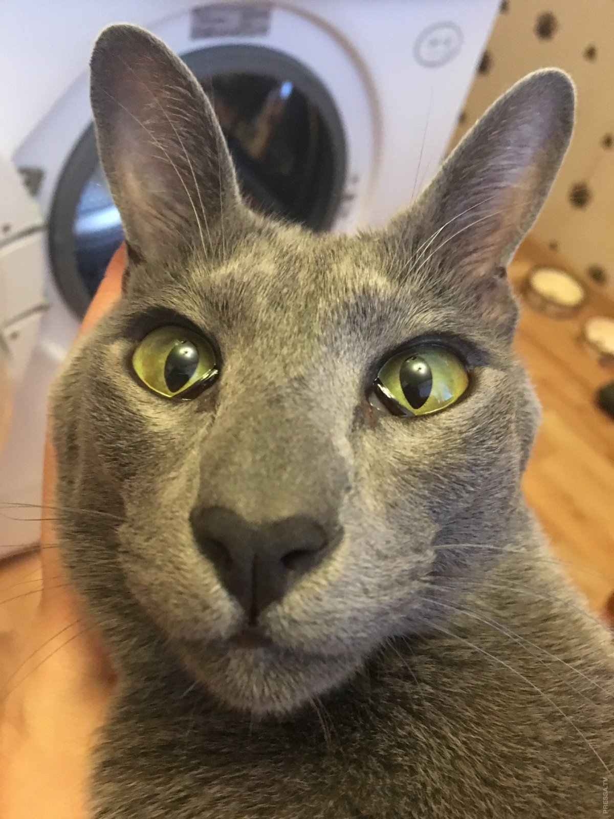 Ушастый кот