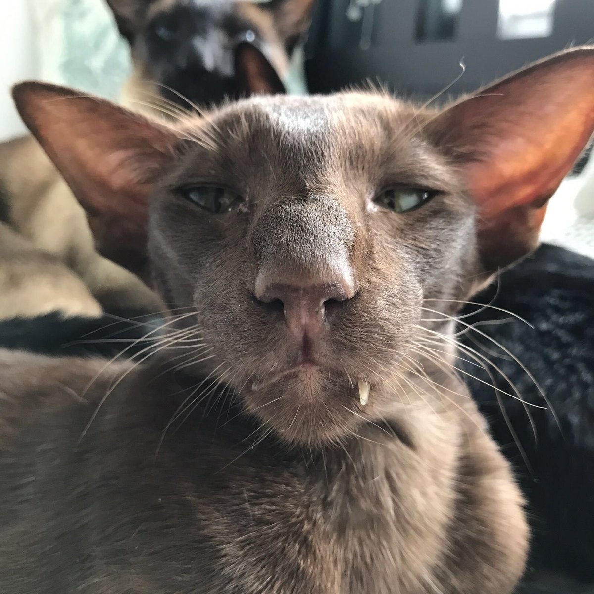 Грузинский Ориентал кошка