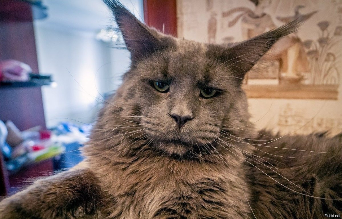 Ориентальные кошки Гамарджоба