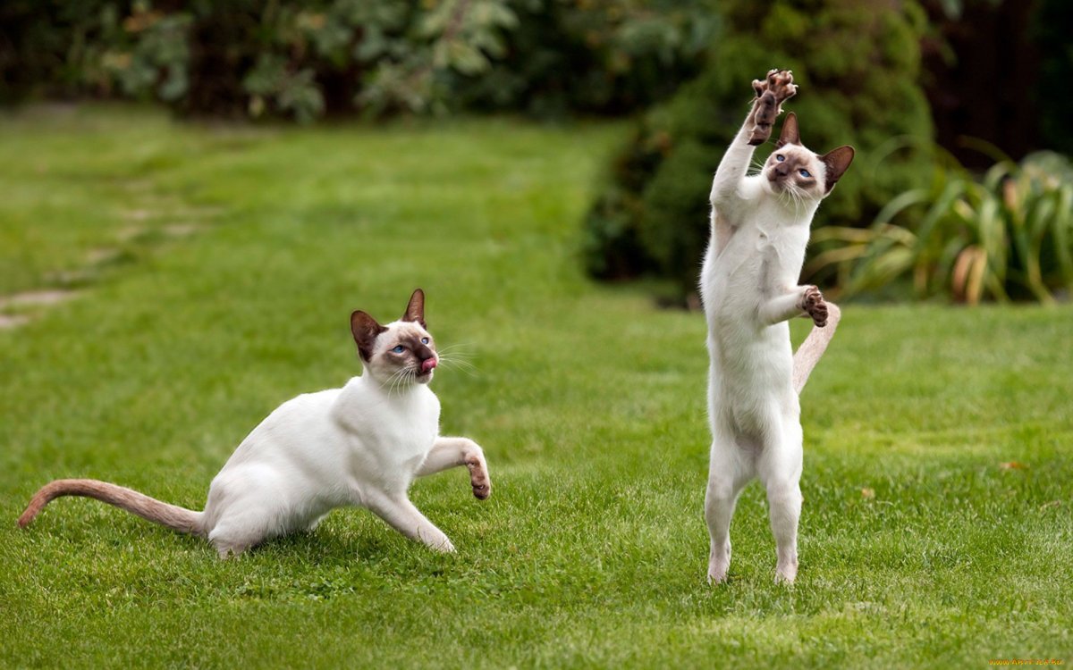 Энергичная кошка