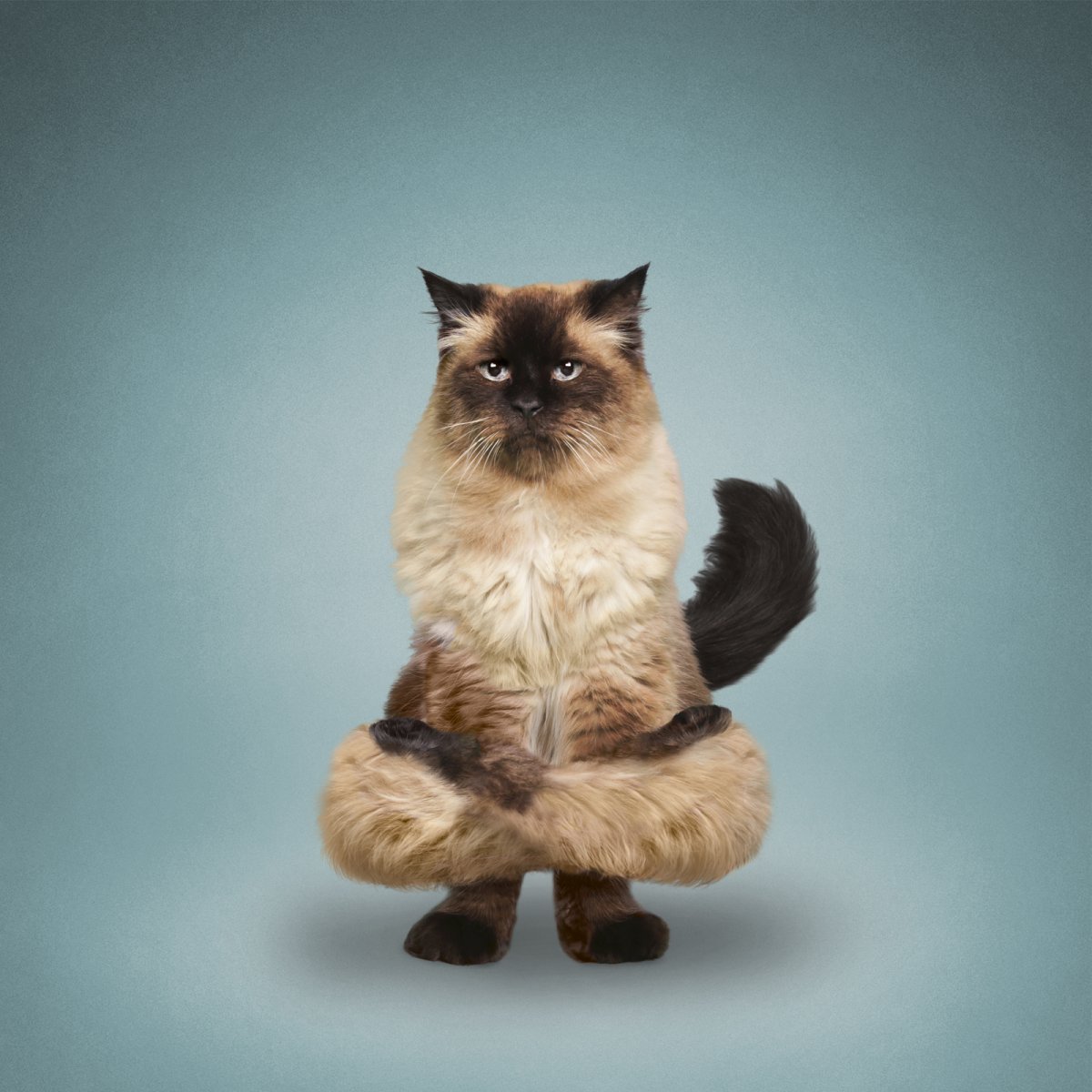 Интересные позы животных