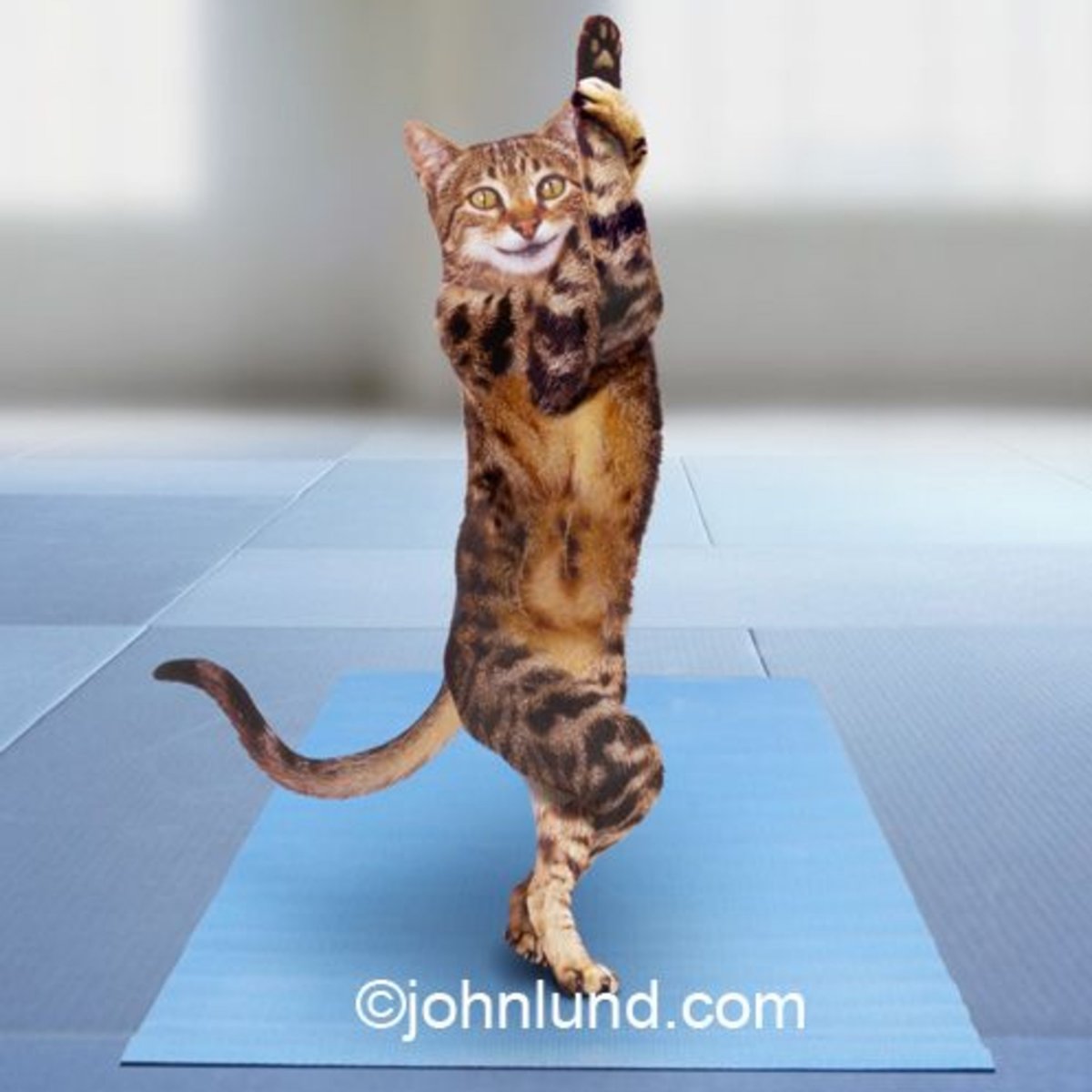 Гибкая кошка