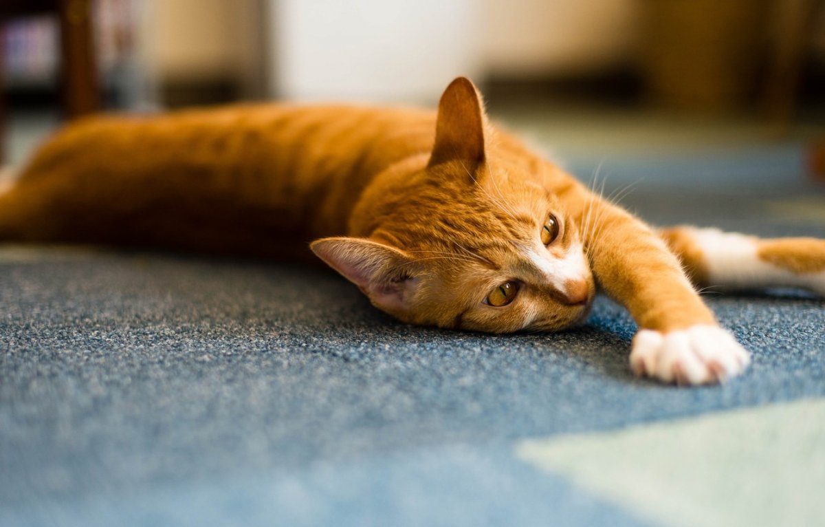 Рыжая кошка потягивается