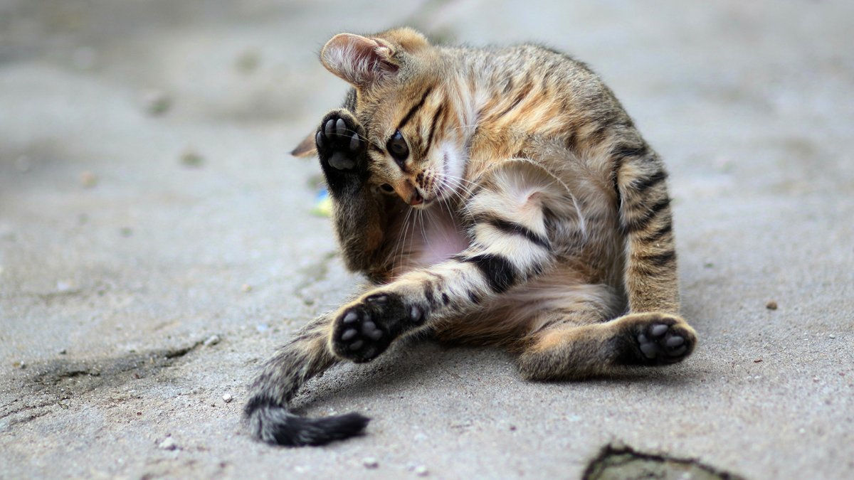 Котята играются