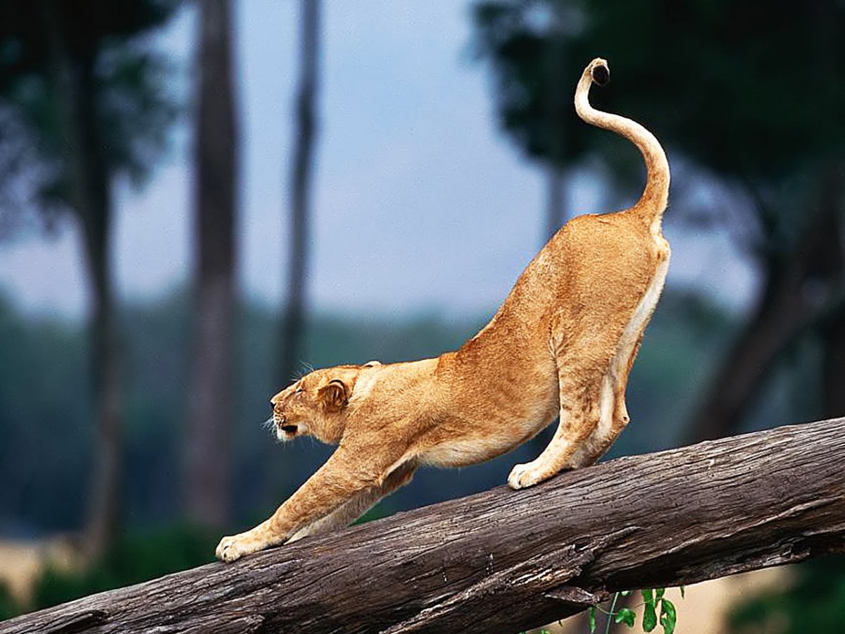 Львица потягивается