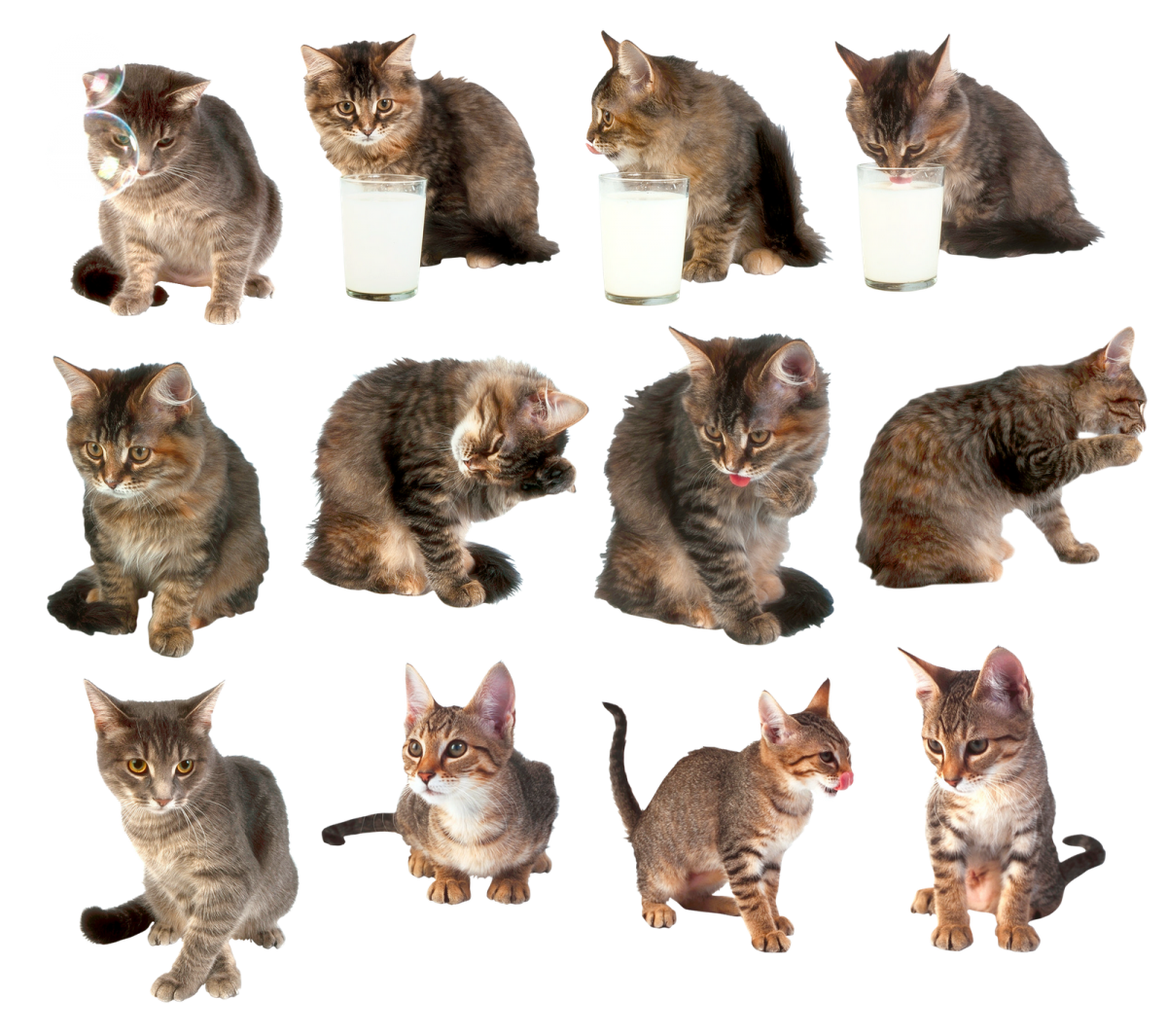 Кошка с разных ракурсов