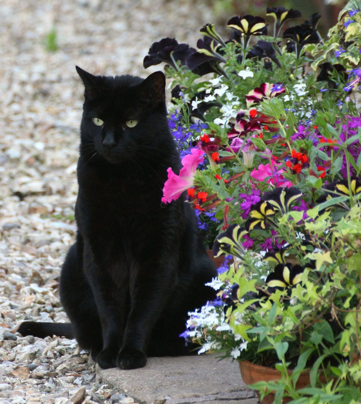 Домашние питомцы Сток