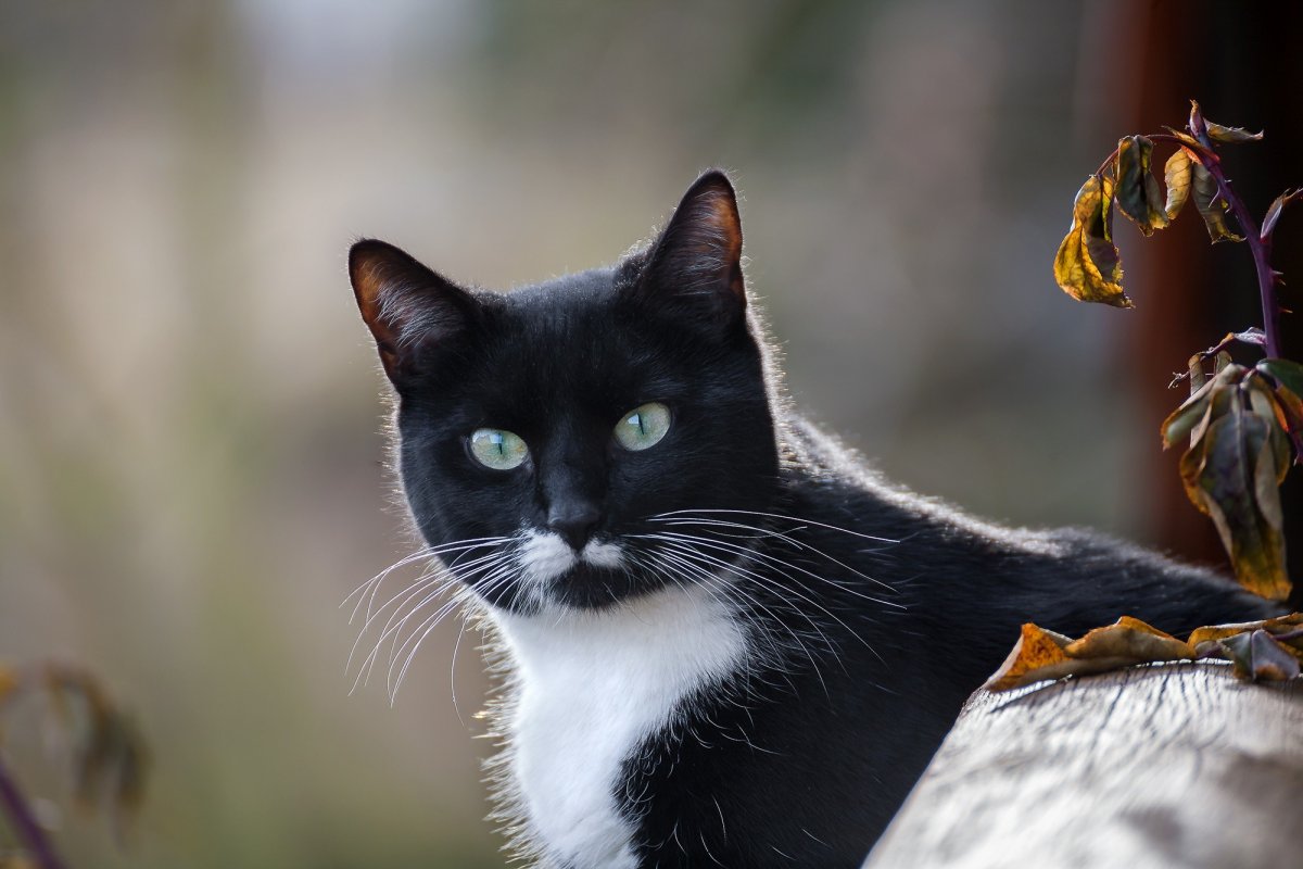 Животные кошки черные