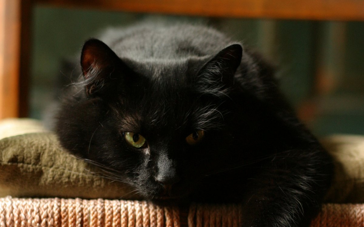 Черная кошка дома