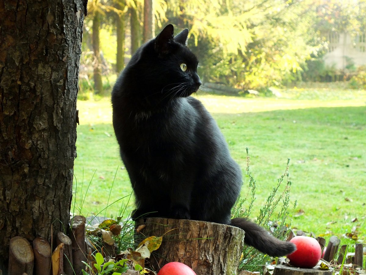 Кошачий сад