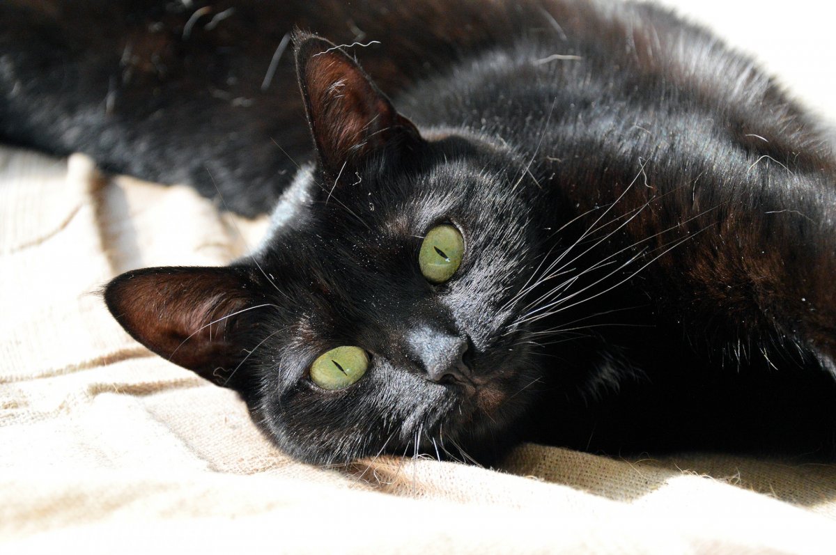 Грациозный черный кот