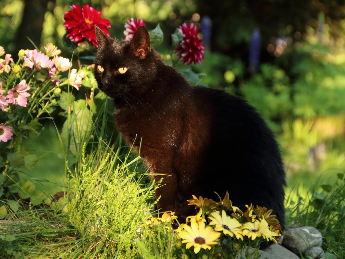 Черная кошка лежит