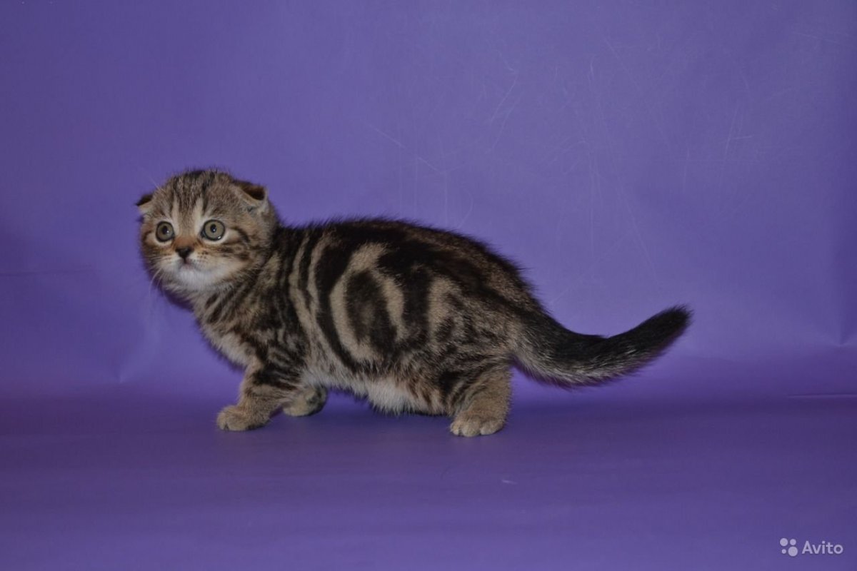 Шотландская вислоухая кошка мраморная