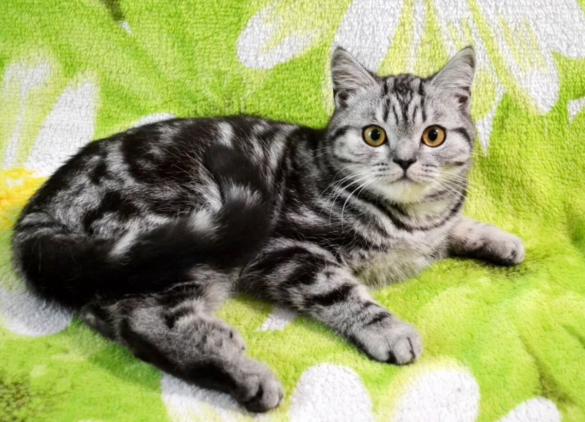 Шотландская вислоухая табби макрель