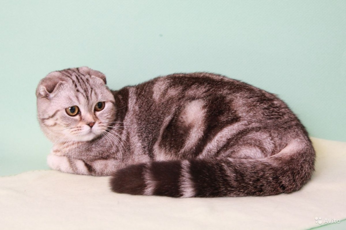 Шотландская вислоухая кошка мраморный табби