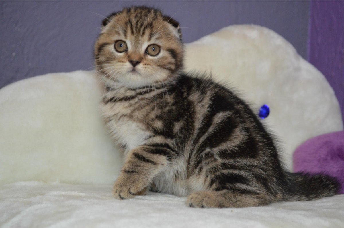 Шотландский скоттиш фолд мраморный
