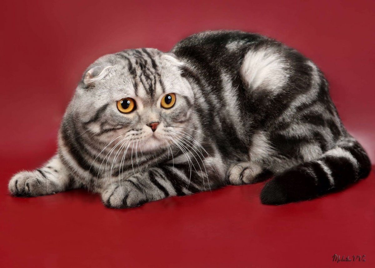 Скоттиш фолд мраморный