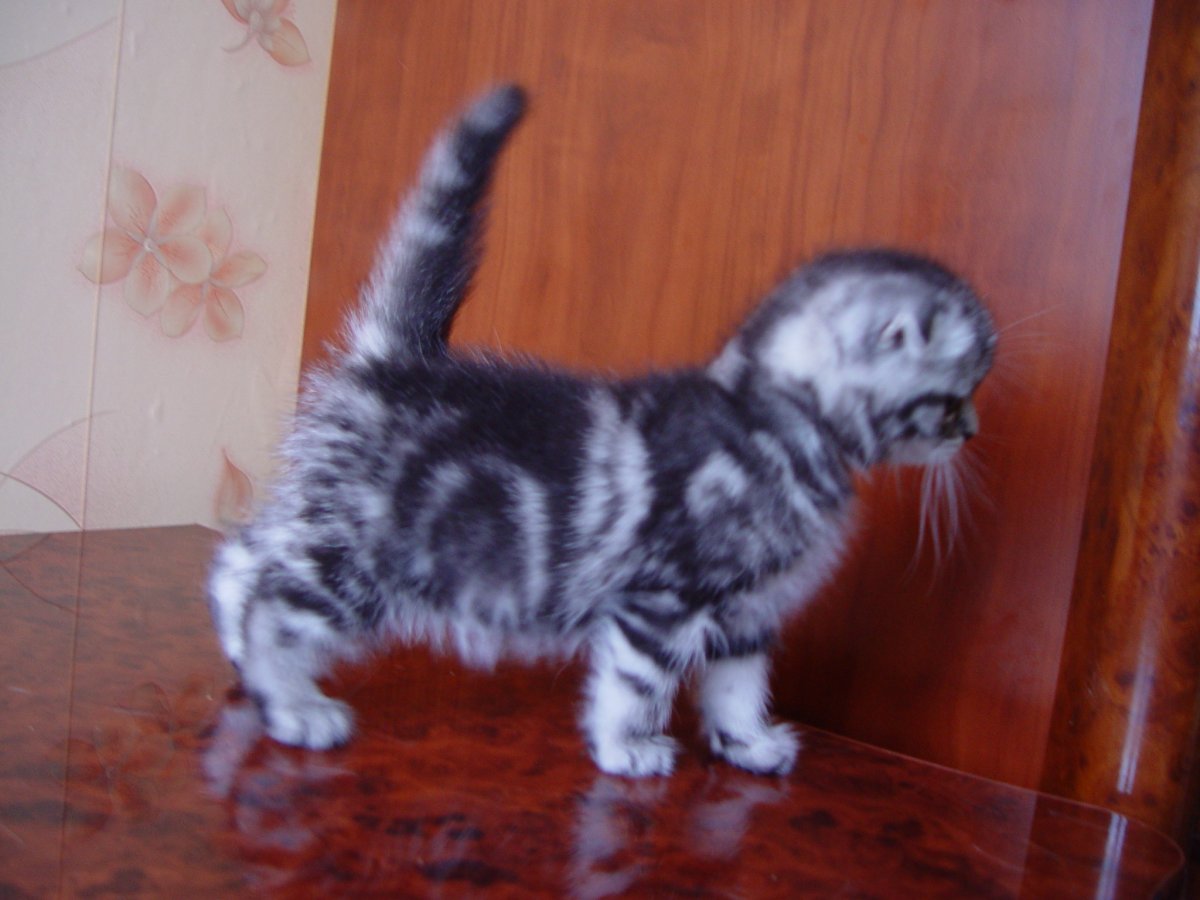Шотландский вислоухий котенок мраморного окраса