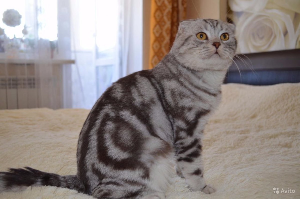 Шотландская вислоухая кошка мраморная