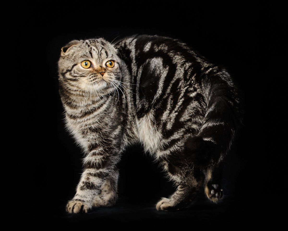 Золотой мраморный британец вислоухий