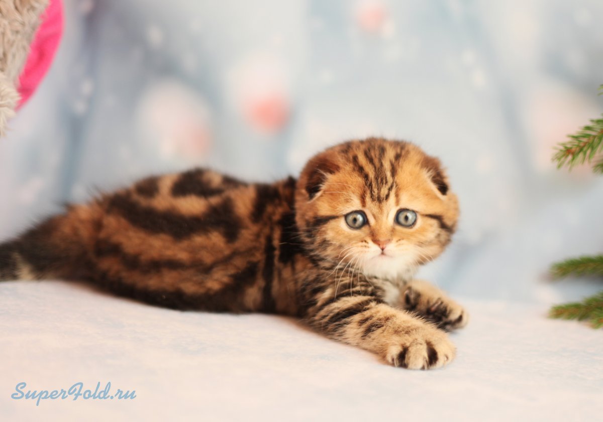 Шотландский скоттиш фолд мраморный котенок