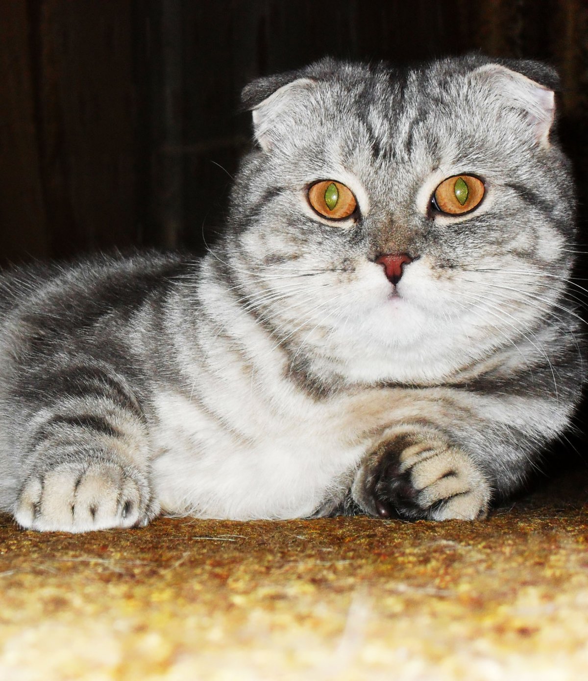 Шотландский скоттиш фолд мраморный