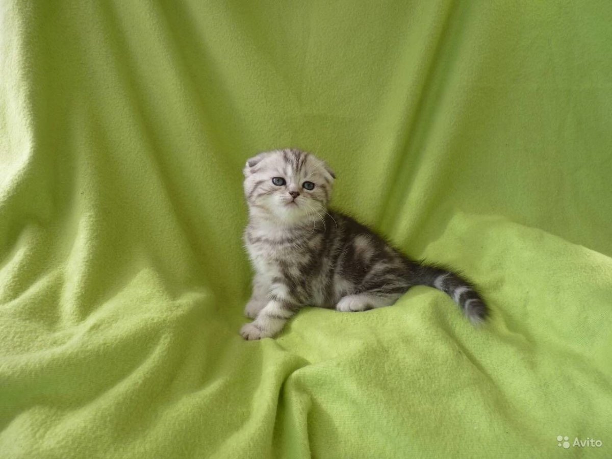 Мраморная вислоухая Каштановая кошка