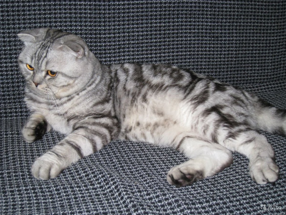 Чистокровные Шотландские котята вислоухие