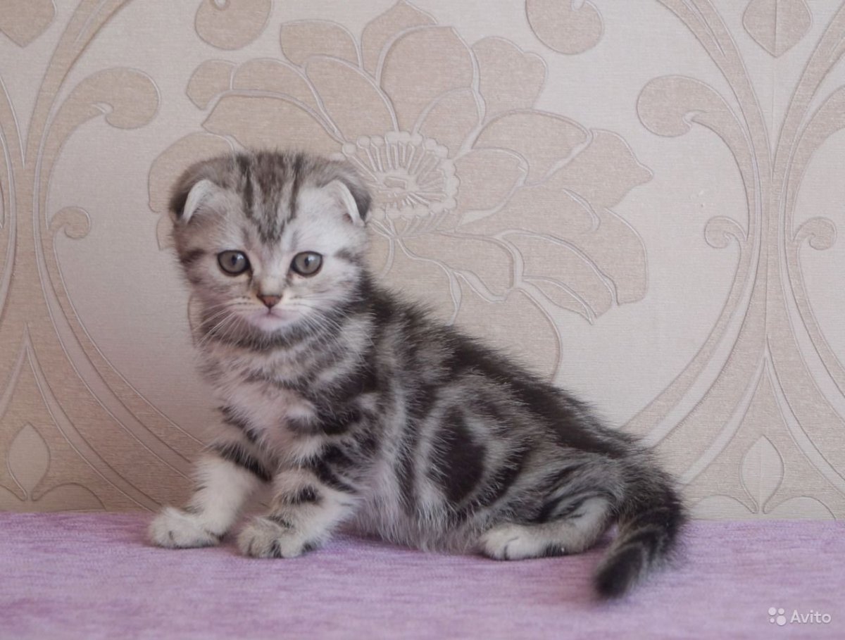 Редкие окрасы у британского вислоухого кота