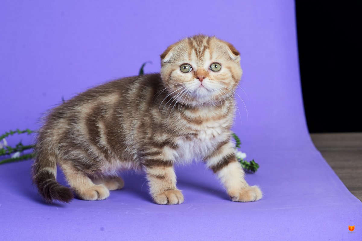 Британский кот мраморный коротколапый вислоухий