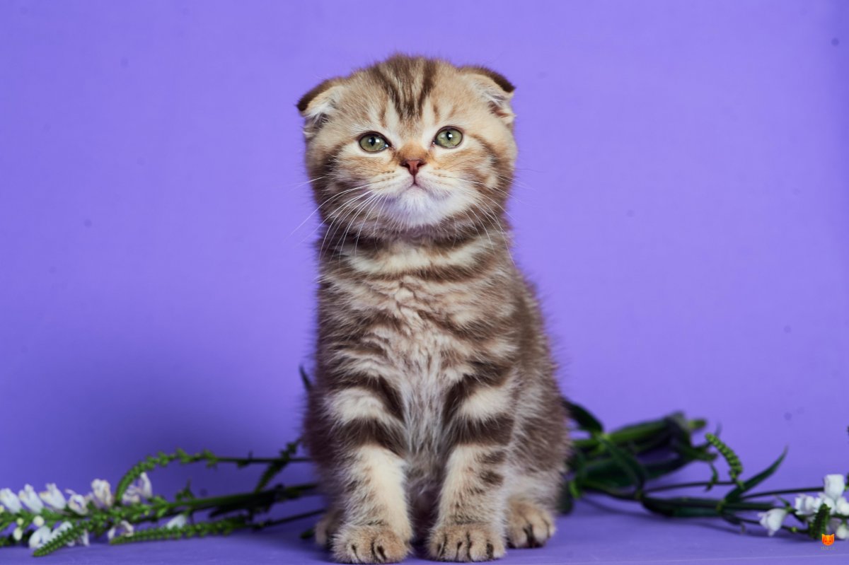 Скоттиш фолд мраморный шоколад