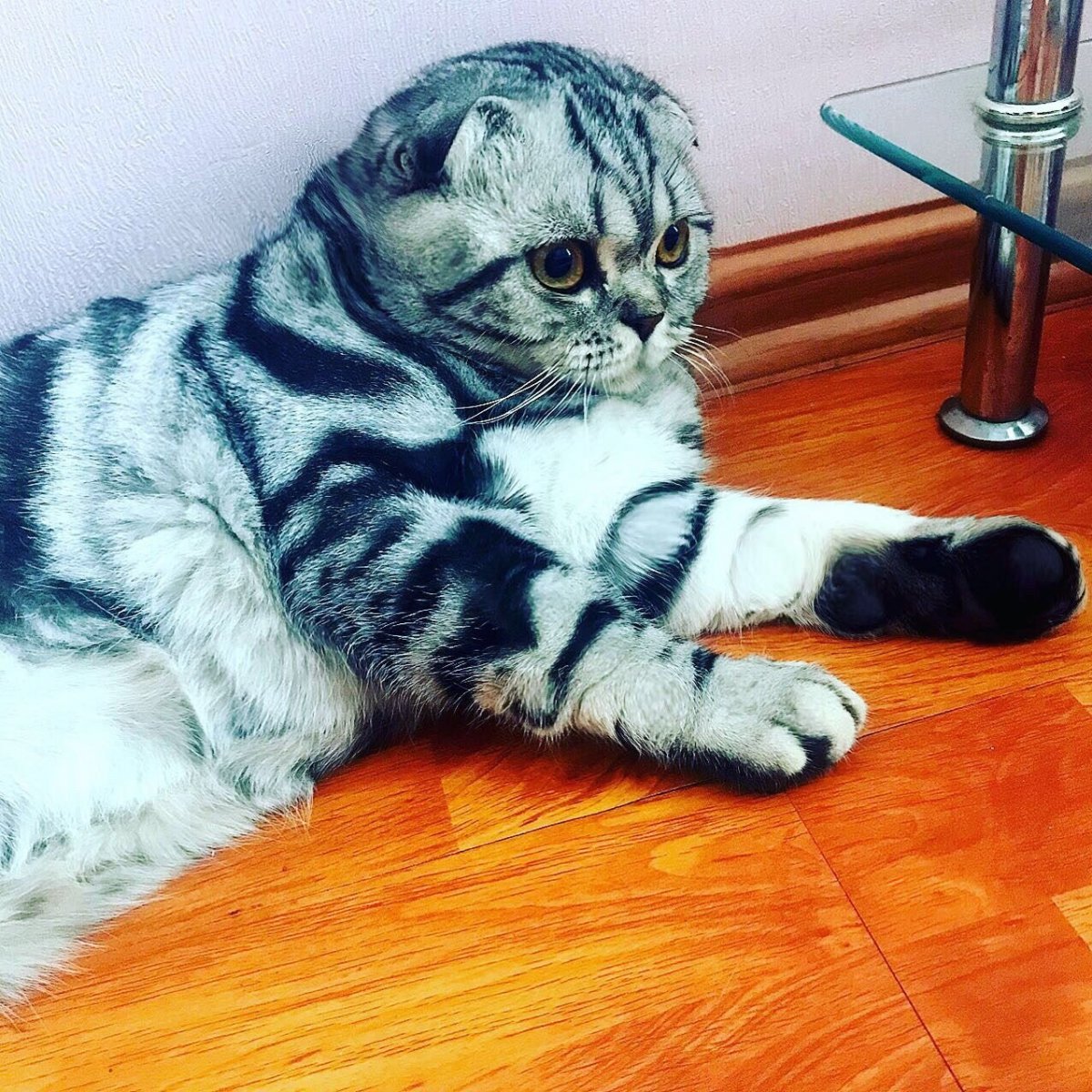 Мраморный табби вислоухий