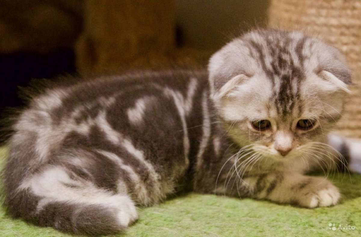 Шотландская вислоухая мрамор на серебре